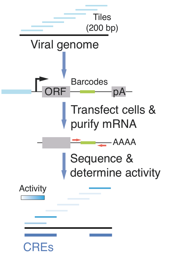 Summary figure from the study